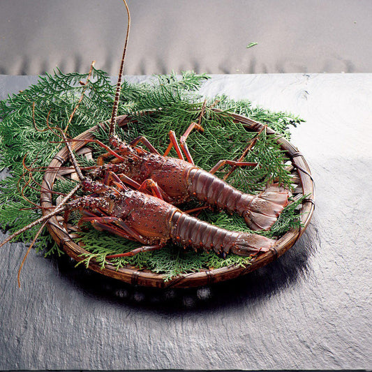 伊勢志摩産 活伊勢海老(2尾)