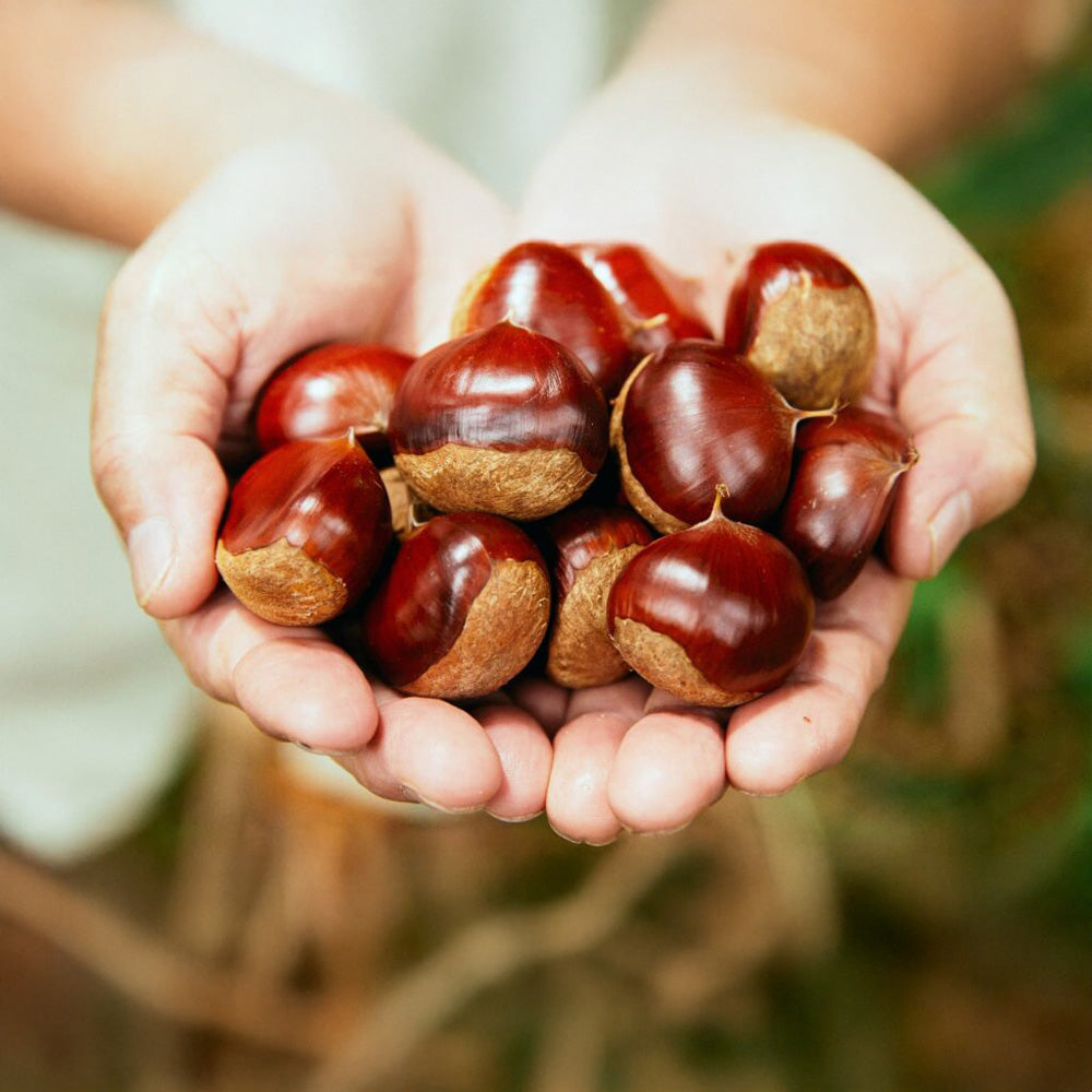 高級和栗モンブラン専門店「いも栗カボチャ」 あきみ(秋味)大福