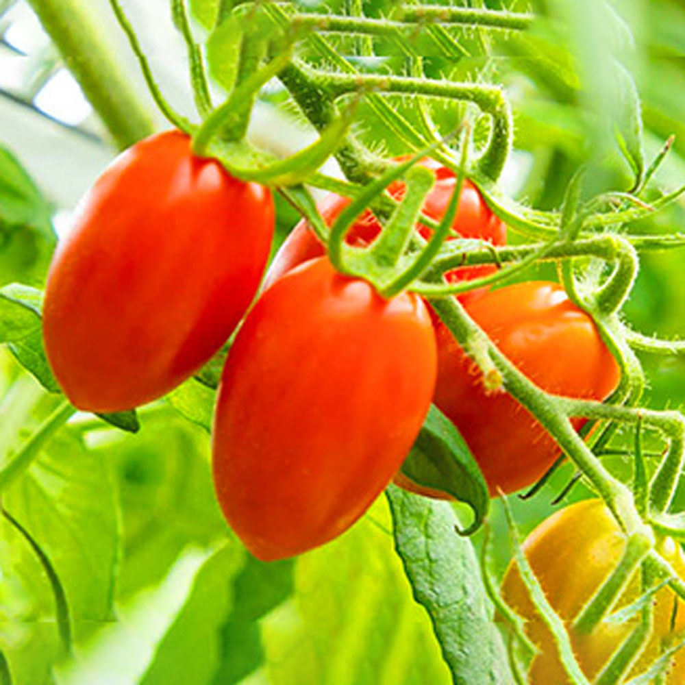 PRINCESSトマト 120g(2P)