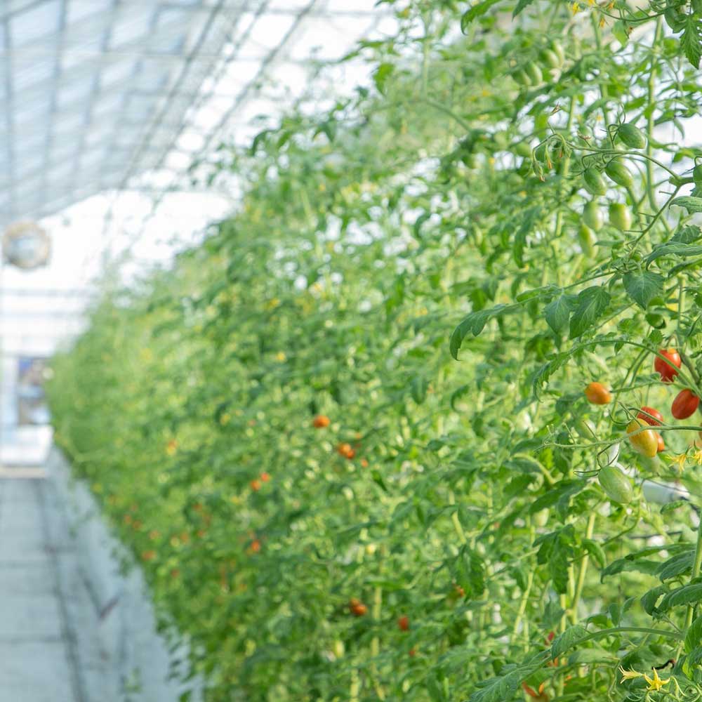 PRINCESSトマト 120g(2P)