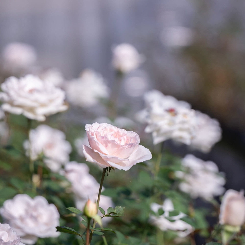 食べられるバラ農園 ROSE LABO 24ROSEローズロールオンパフューム