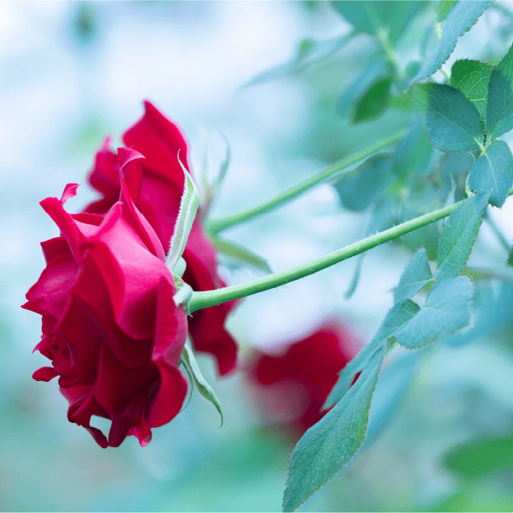 食べられるバラ農園 ROSE LABO 24ROSEローズロールオンパフューム