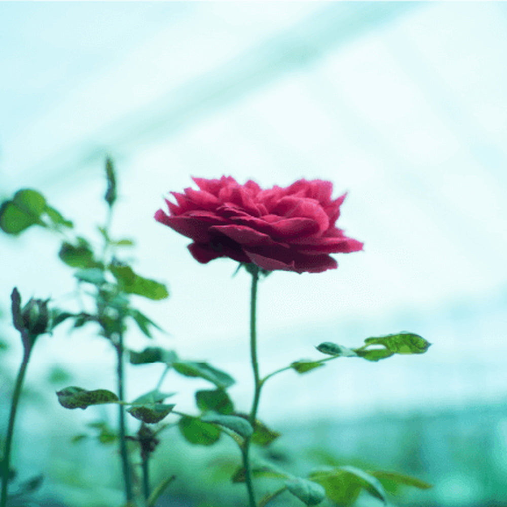 食べられるバラ農園 ROSE LABO 24ROSEローズロールオンパフューム