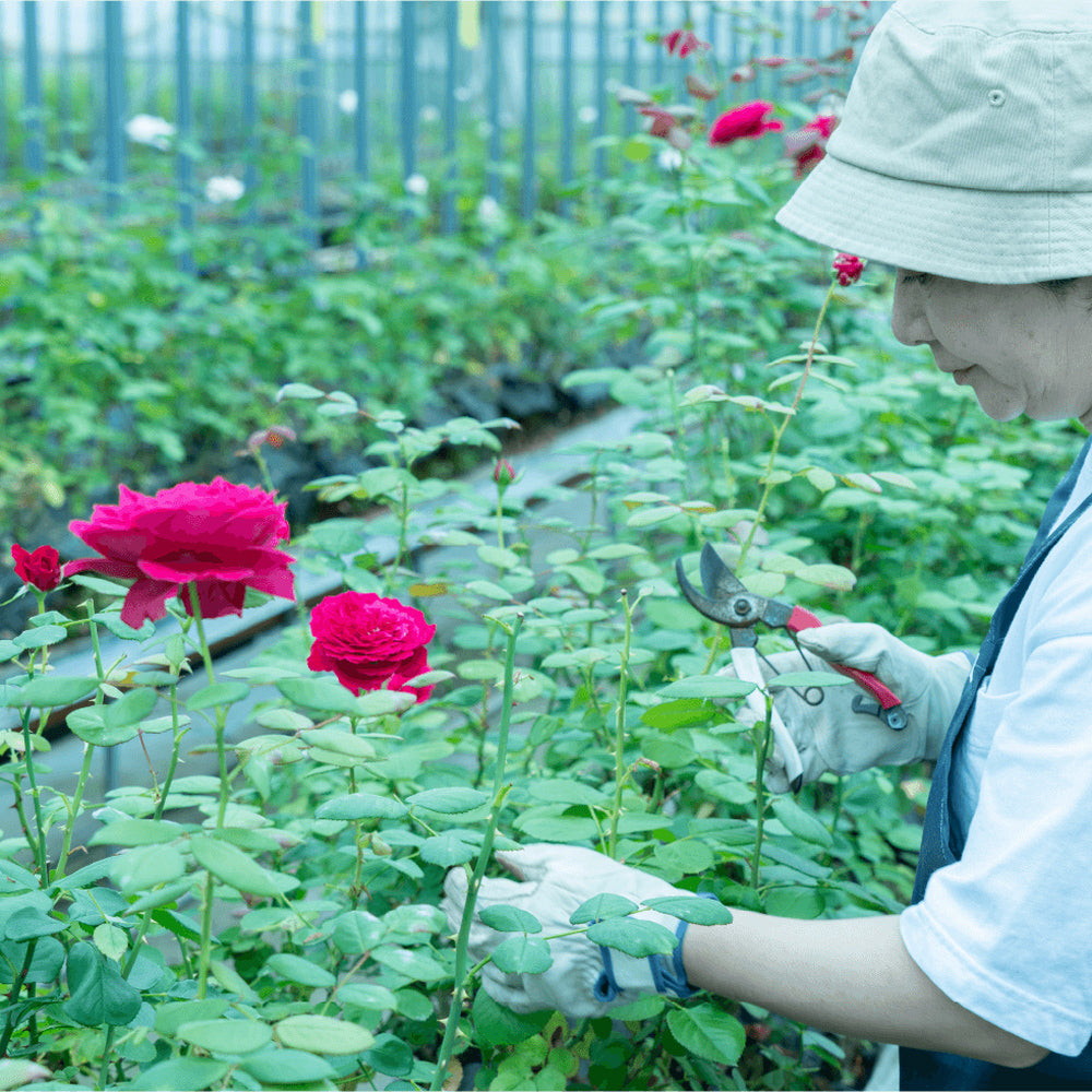 食べられるバラ農園 ROSE LABO 24ROSE ローズシャンプー