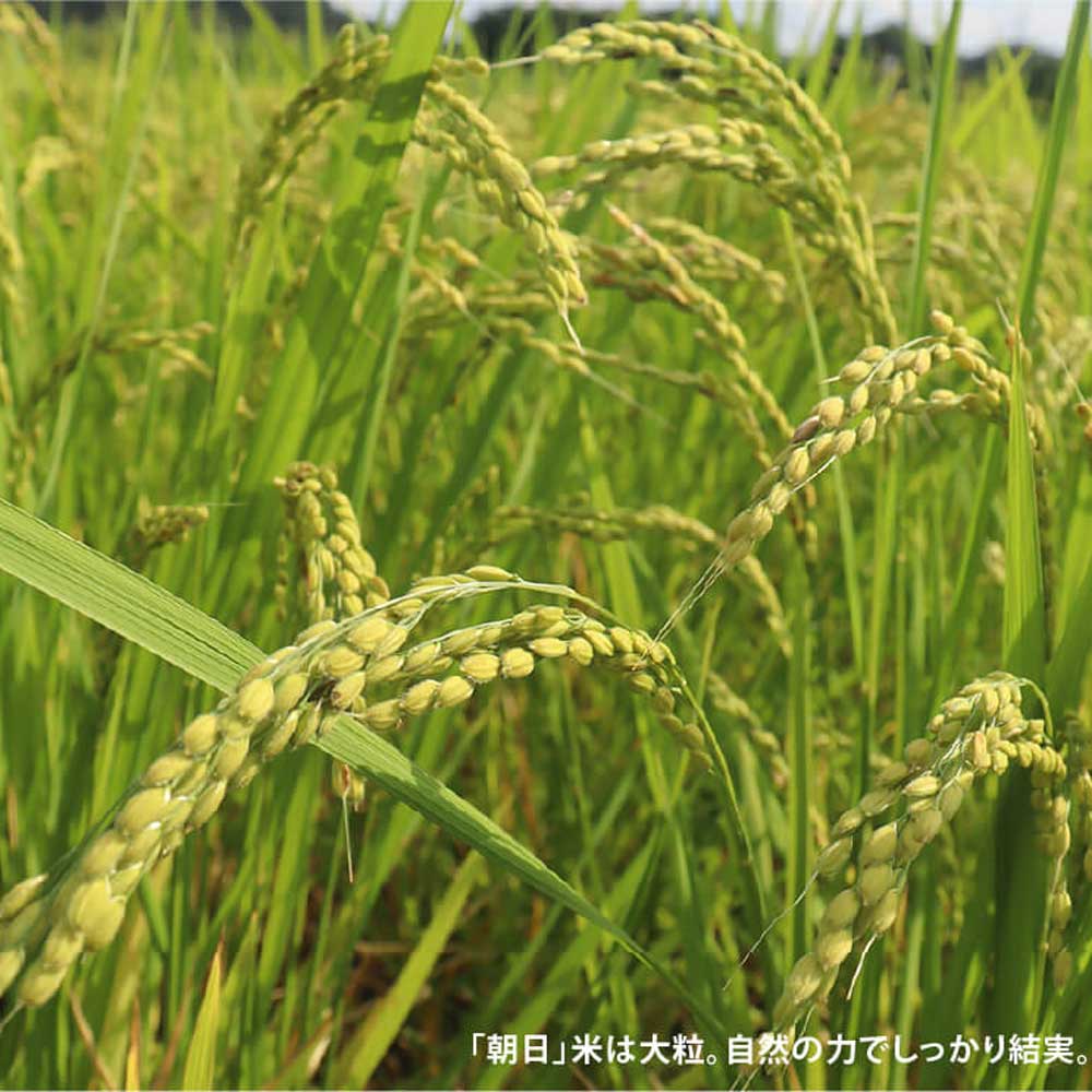 木村式自然栽培米「朝日」玄米10kg(5kg×2袋）