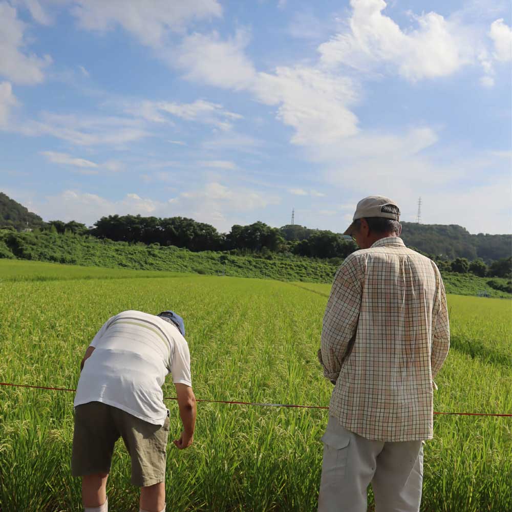 木村式自然栽培米「朝日」玄米10kg(5kg×2袋）