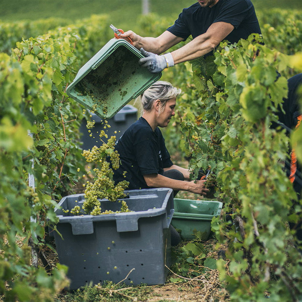 モエ・エ・シャンドン アンペリアル マグナム 1500ml (1本箱入り)