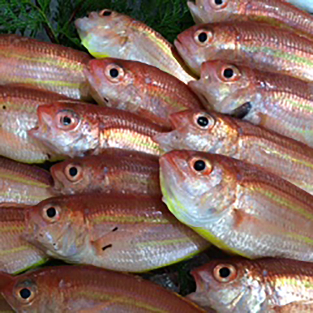 出水田鮮魚 干物セットA